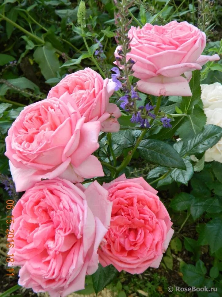 Галерея - La Rose de Molinard ® (Delgrarose) - Энциклопедия роз