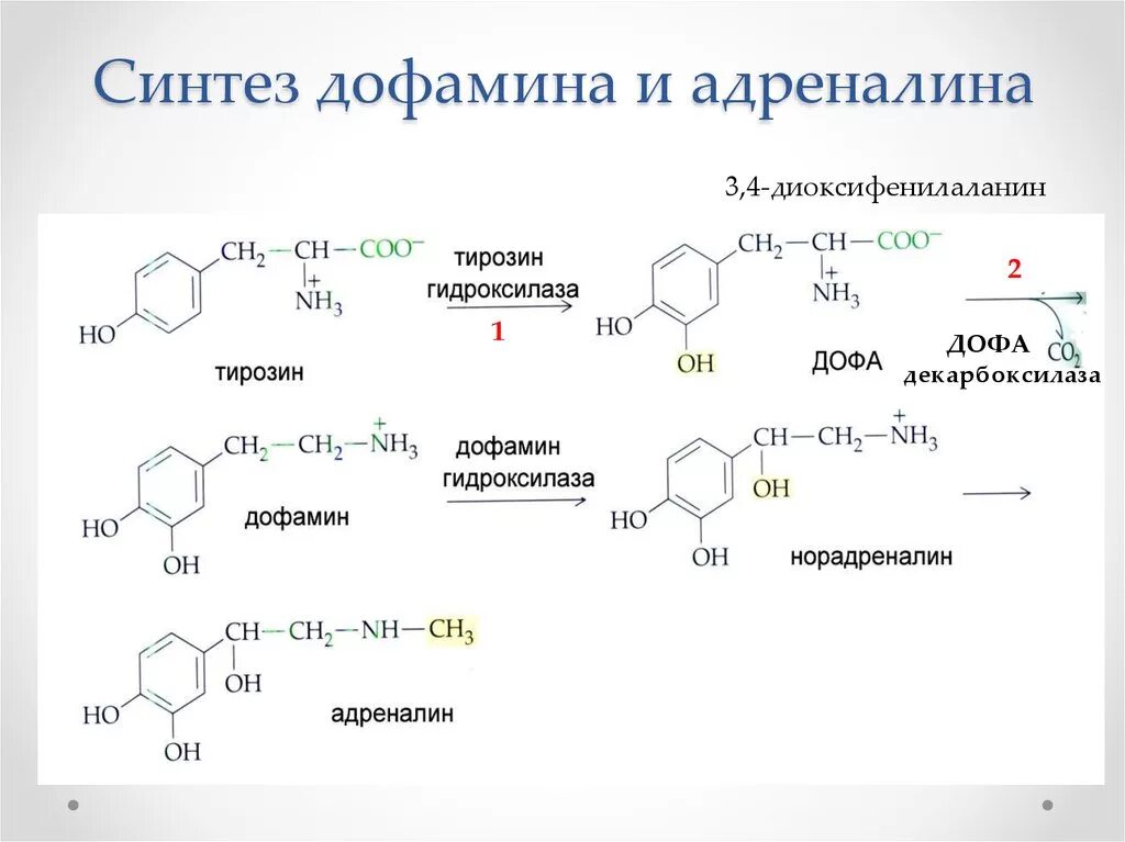 Фермент адреналина. Синте дофамина из тирозин. Тирозин 3,4 диоксифенилаланин. Синтез дофамина из тирозина. Синтез дофамина из Дофа.