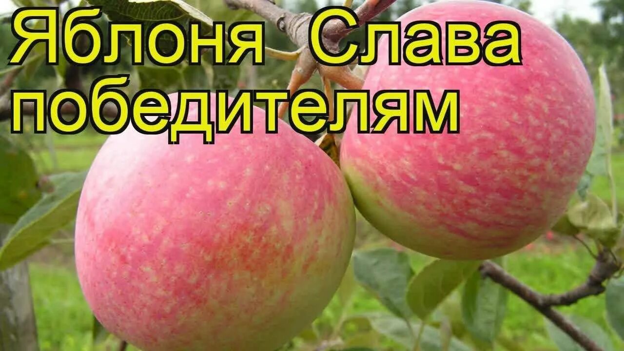 Яблоня сорт победитель. Сорт яблок слава победителям. сорт слава победителям яблонь. слава переможцам сорта яблони. сорт яблони ауксис.