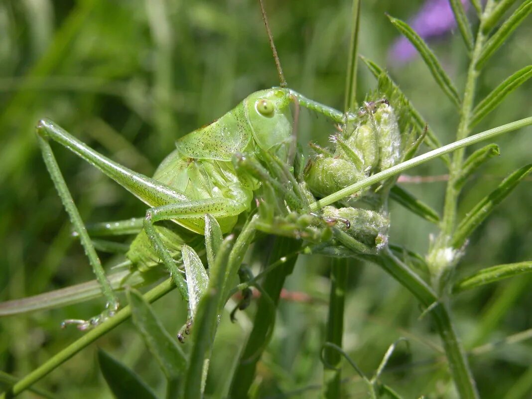 мимикрия последняя версия. бабочка монарх и вице король. мимикрия брендов. мимикрия. бейтсовская мимикрия.