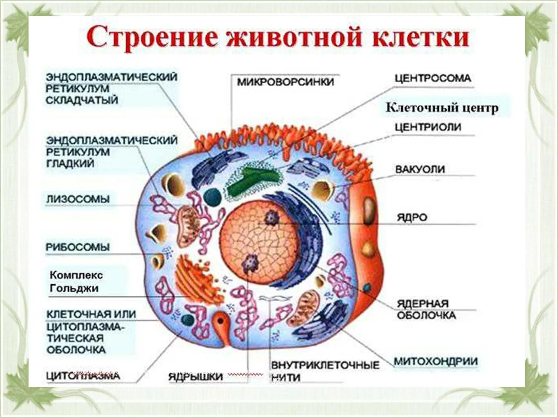 Вещества растений клеточное строение. Вещества растений клеточное строение