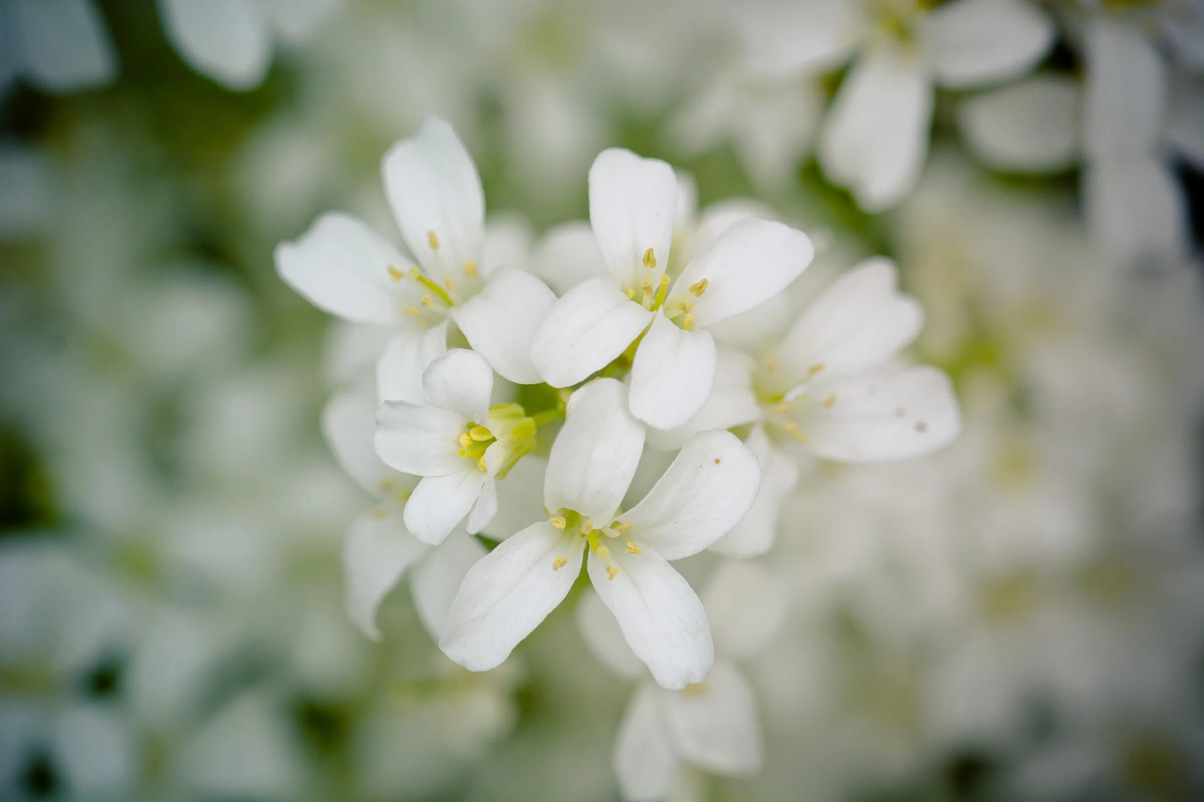 White spring. Весенние цветы белые с 4 лепестками. Цветок четыре лепестка белый. Белый цветок с 4 лепестками. Цветок с белым цветением.