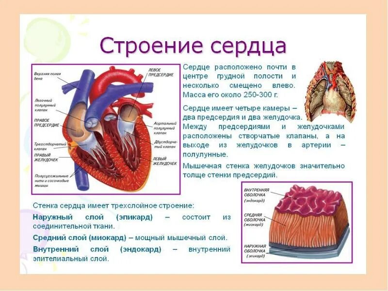 Как называется сокращение желудочков