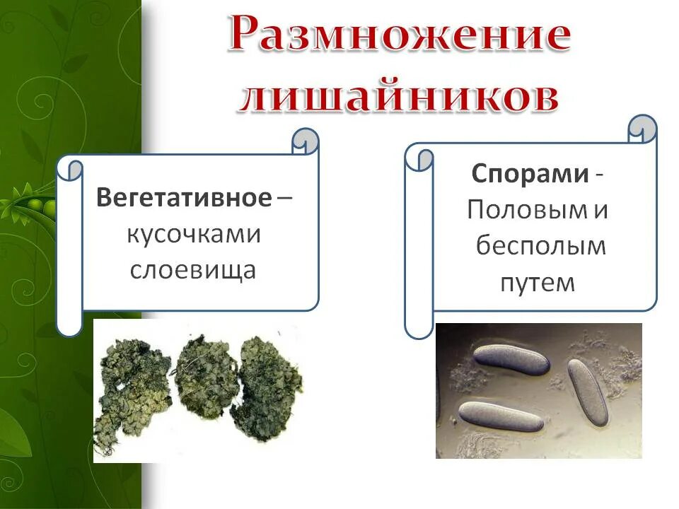 Способ размножения лишайников. Размножение лишайников. лишайник бесполое размножение. размножение лишайников 7 класс. вегетативное размножение лишайников.