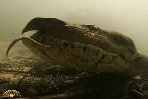 Большой анаконда видео