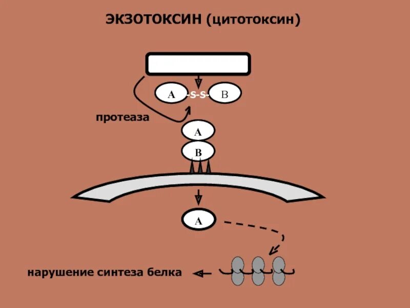 Нарушает синтез белка. Нарушение синтеза белка. Нарушение биосинтеза белков. Цитотоксин это экзотоксин. Экзотоксин схема.