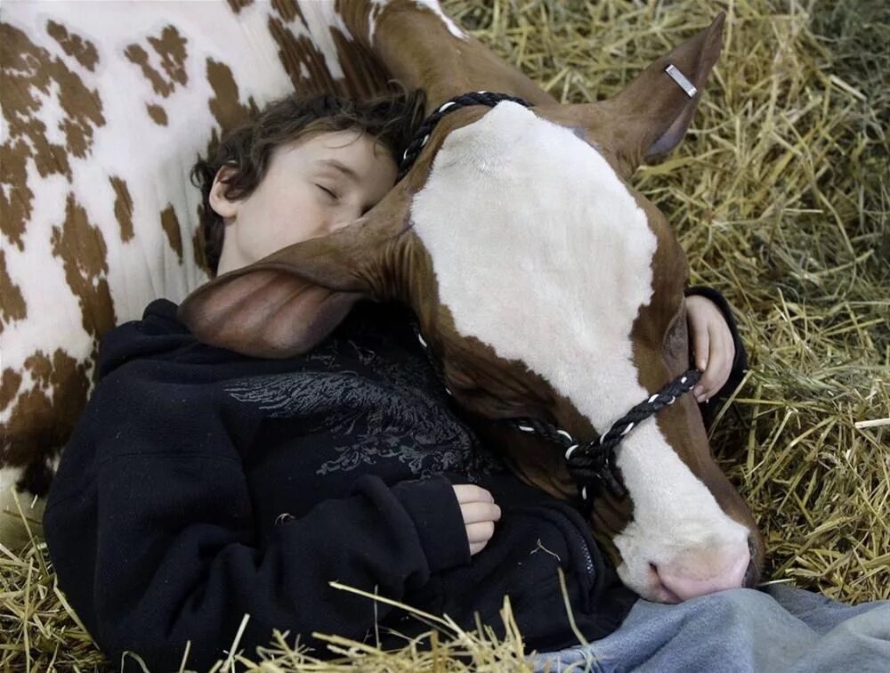 Сон коровка. Теленок и человек. Корова и человек. Обнимает корову.
