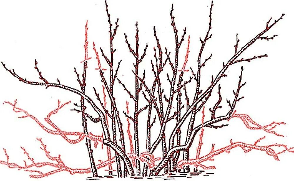 Обрезают ли черную смородину. Обрезка кустов черной смородины весной. Обрезать смородину осенью схема. Схема обрезки черной смородины осенью. Схема обрезки крыжовника осенью.
