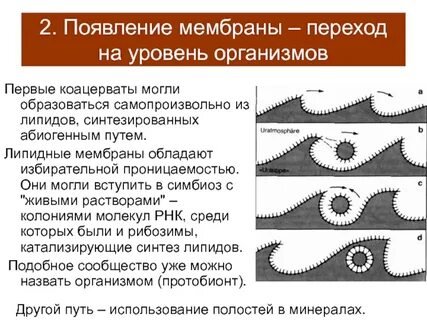 Формирование мембран