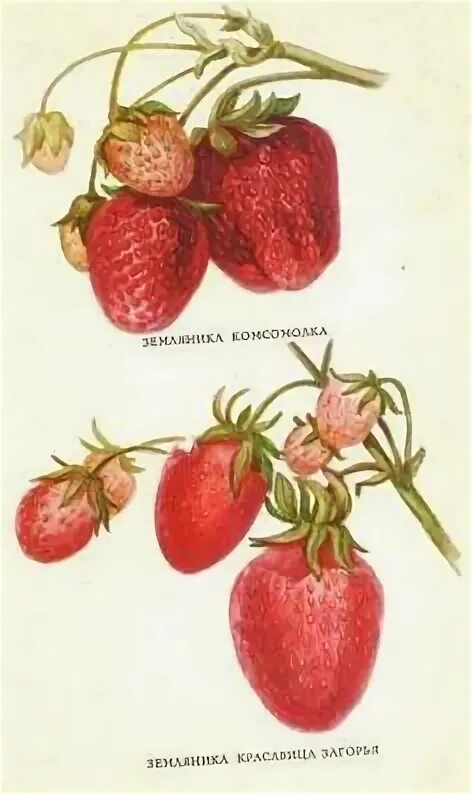 Клубника сорт красавица. Сорт клубники красавица загорья. сорт клубники комсомолка. клубника красавица загорья описание сорта.