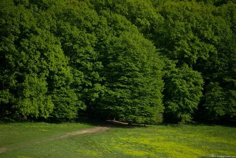 Green forest pro
