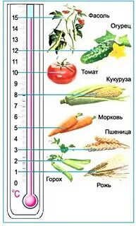 Через какое время взойдет морковь