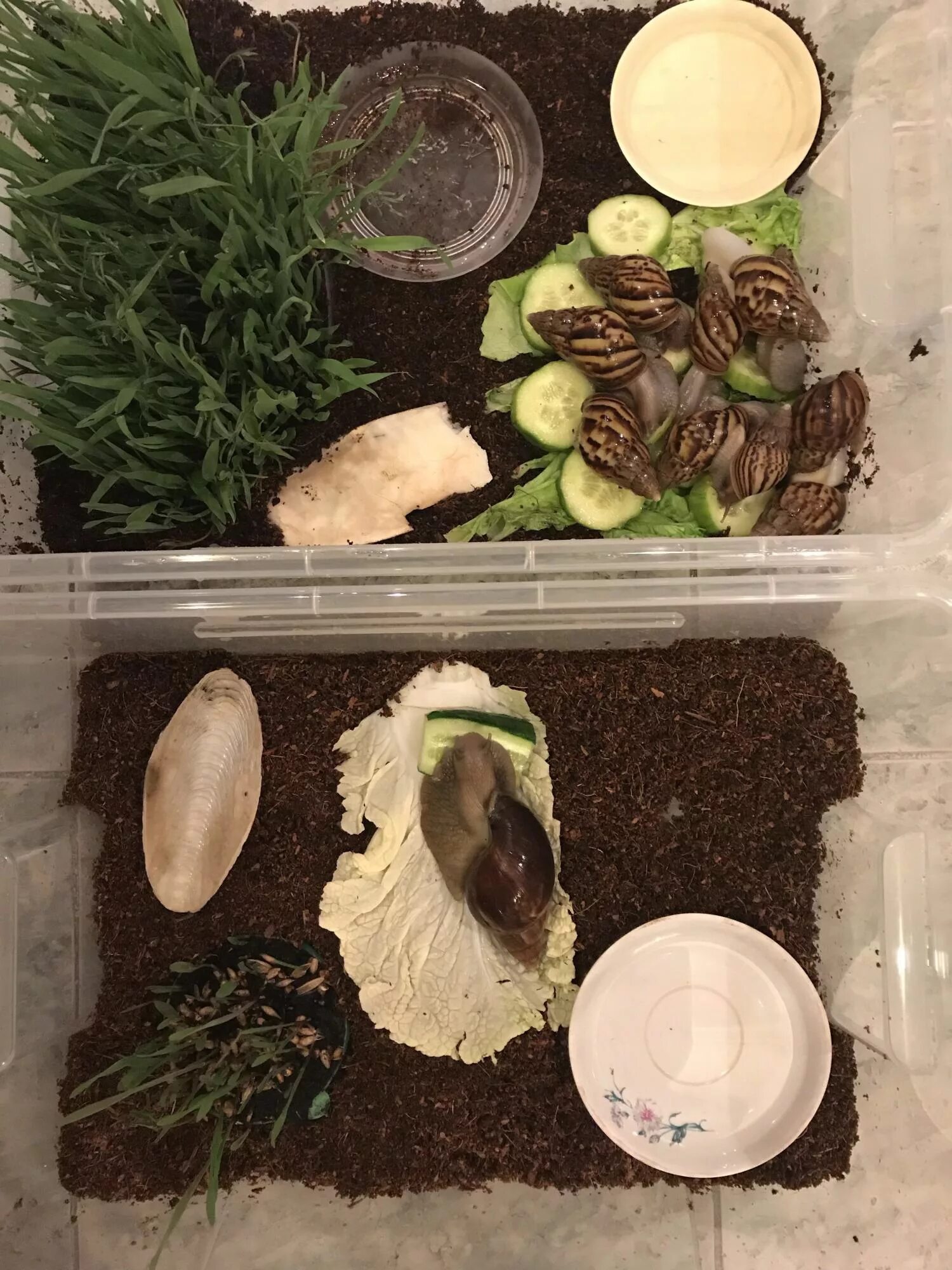 Домик для улитки. Улитка ахатина контейнер для улитки. улитка ахатина террариум. террариум для улиток ахатин. домик для улитки ахатины.