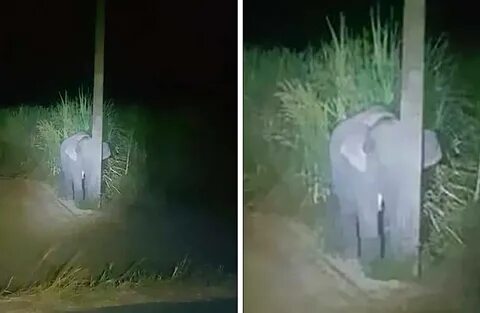 Гена спрятался за старой баней