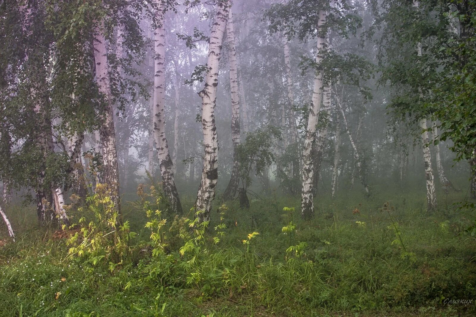 Березы Эстетика Алтай. Березы в тумане. Берёзы в тумпне. Туман в берёзовом лесу.