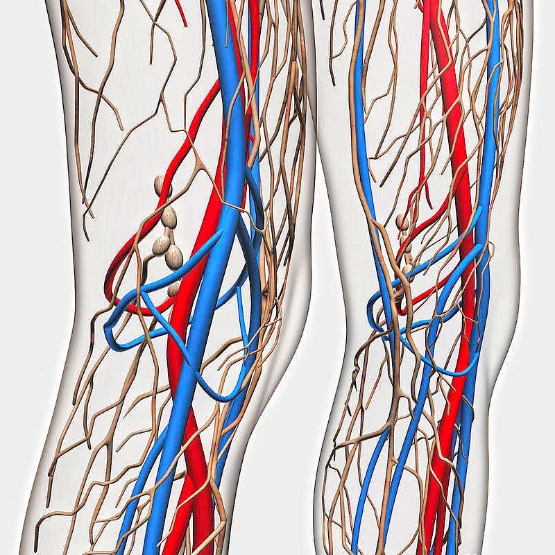 сосуды. клетки кровеносных сосудов. кровеносные сосуды. ткань кровеносных сосудов. поверхностные кровеносные сосуды.