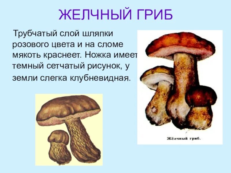 Белый гриб относится к трубчатым. Трубчатые грибы желчный гриб. Желчный гриб трубчатый или пластинчатый. Белый гриб трубчатый или пластинчатый гриб. Желчный гриб относится к трубчатым грибам.
