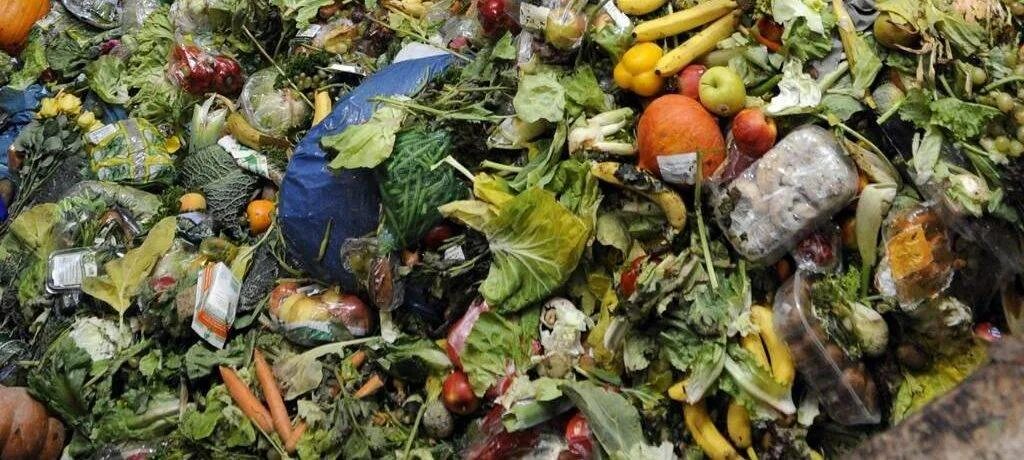 Биологических отходов. Пищевые отходы. Небиологические отходы. Отходы пищевой промышленности.