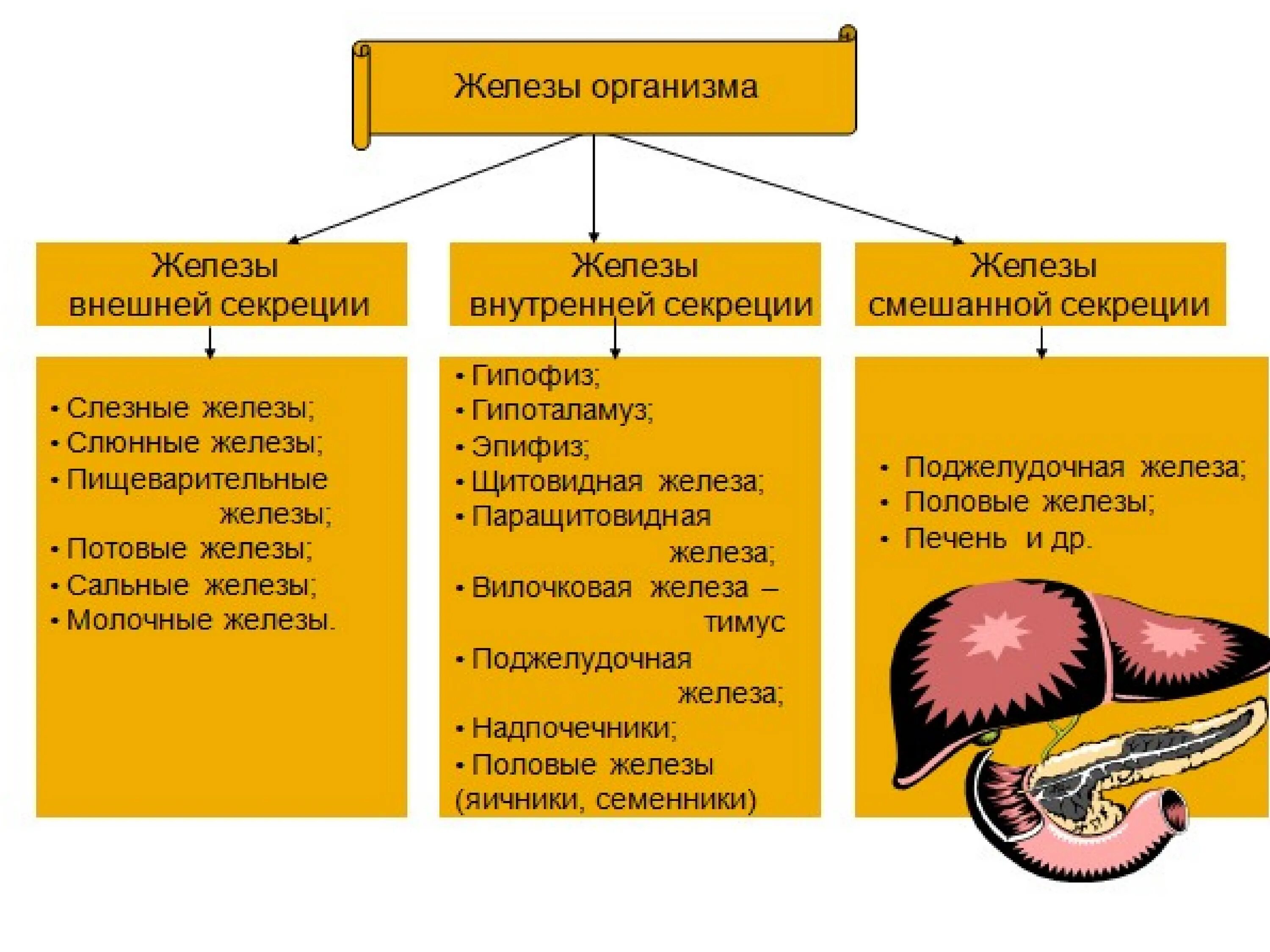 Как отличить железы