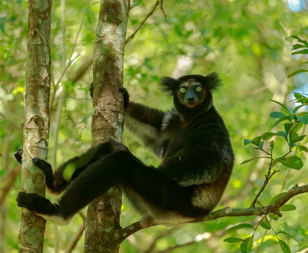 Короткохвостые обезьяны. Лемур Индри. Лемур Индри Мадагаскар. Короткохвостый Индри. Полуобезьяна Индри.