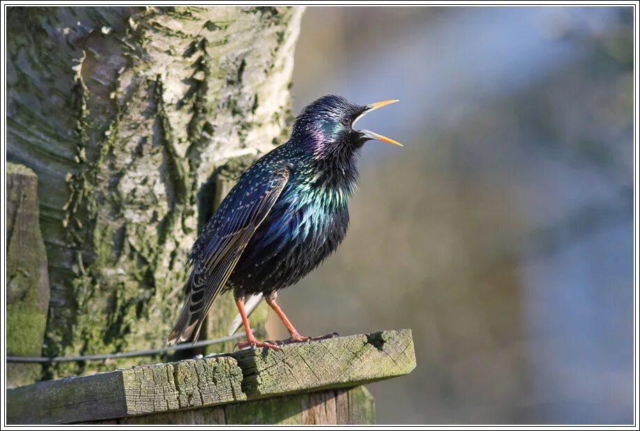 Скворец и скворчиха. Птицы поют скворец. Певчий скворец. Скворец птица пение. Роение скворцов.