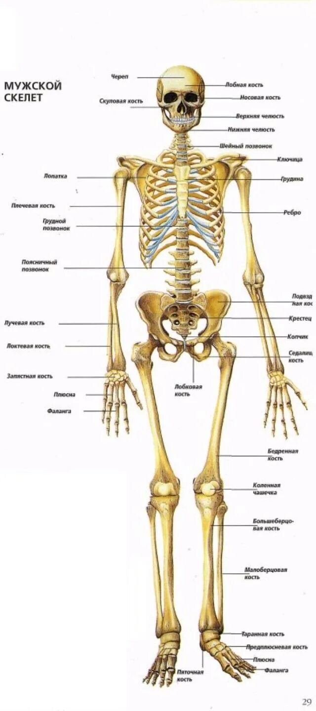 Скелет с названиями костей. Скелет человека с названием костей и суставов. Скелет человека анатомия кости и сустава. Строение человека кости скелета.