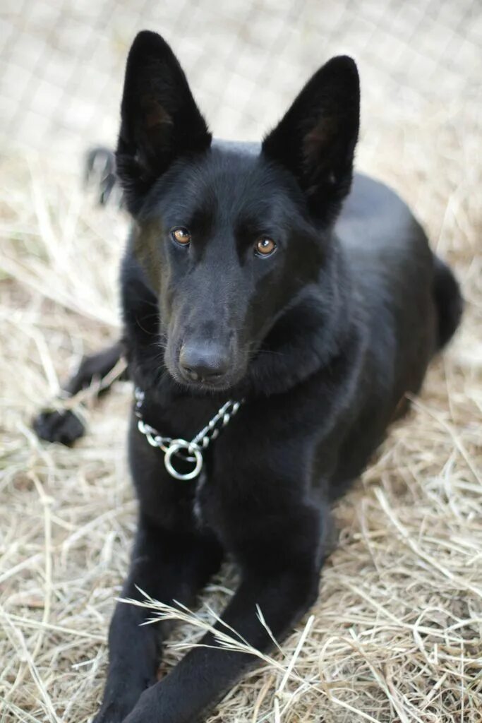 Как называется порода черной собаки. Овчарка черная короткошерстная. Бельгийская овчарка черная гладкошерстная. Немецкая овчарка черная короткошерстная. Черная румынская овчарка.