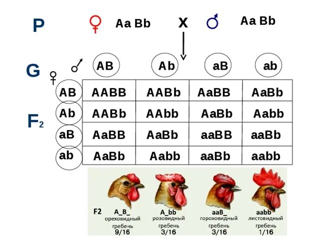 Схема ААВВ иллюстрирует скрещивание. Аабб аабб. AABB скрещивание. AABB Х AABB. Aabb aabb полное доминирование