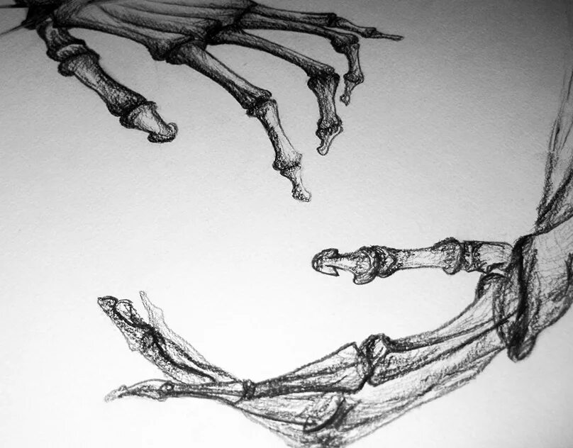 Cats skeleton face drawings. Стеготетрабелодон скелет. Скелет рисунок пером. Крылья графика эскиз. Скелет инк анатомия.