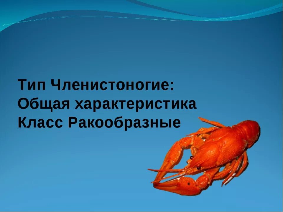 Членистоногие какой тип. Тип Членистоногие 7 класс биология ракообразные. Общая характеристика ракообразных. Презентация по биологии про ракообразных. Членистоногие класс ракообразные.