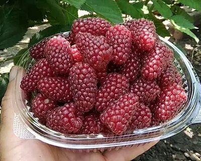 Саженцы ежемалины