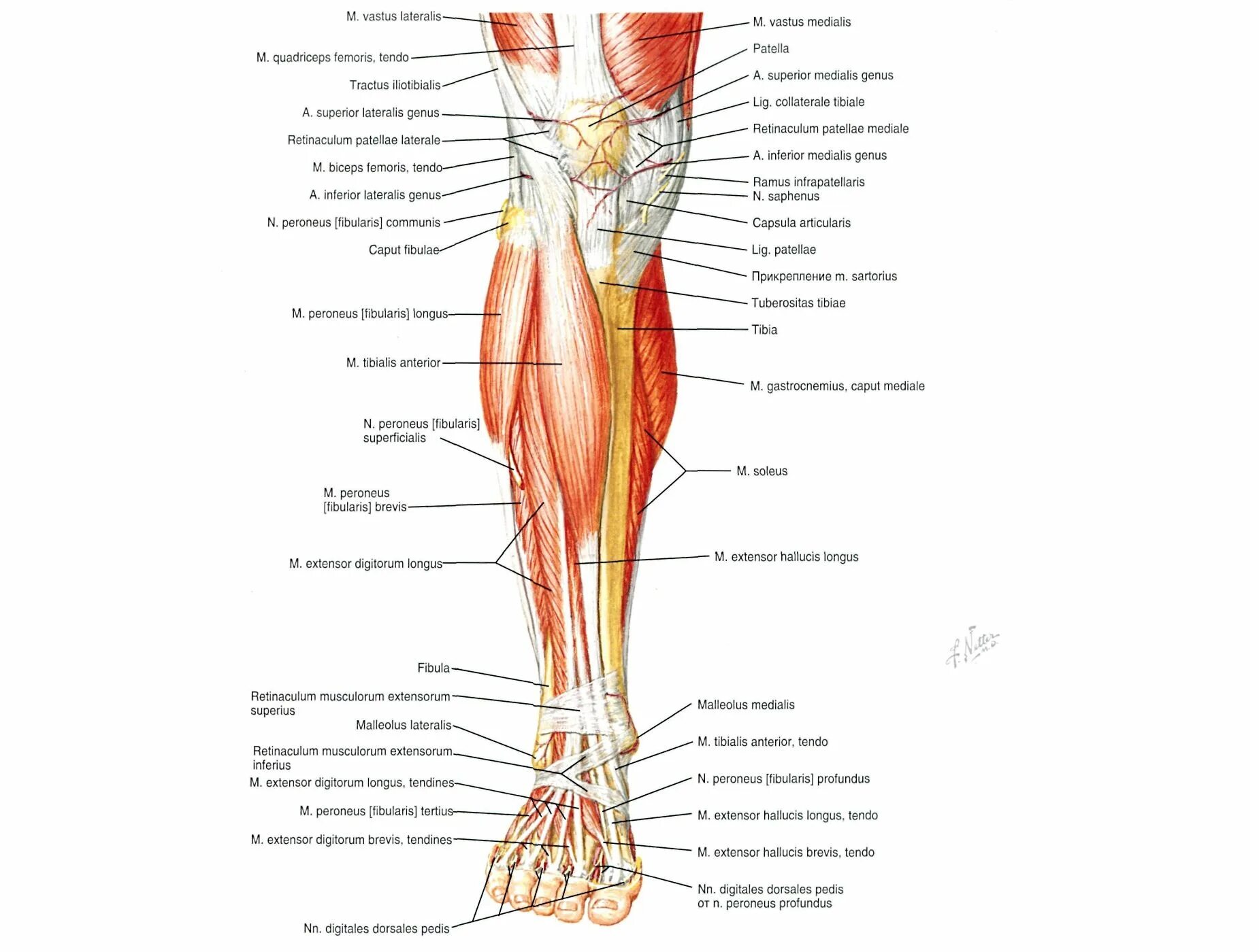 Голень человека анатомия кости мышцы. Строение ноги мышца берцовая кость. Медиальная группа мышц голени анатомия. Строение мышцы на ноге спереди ниже колена.