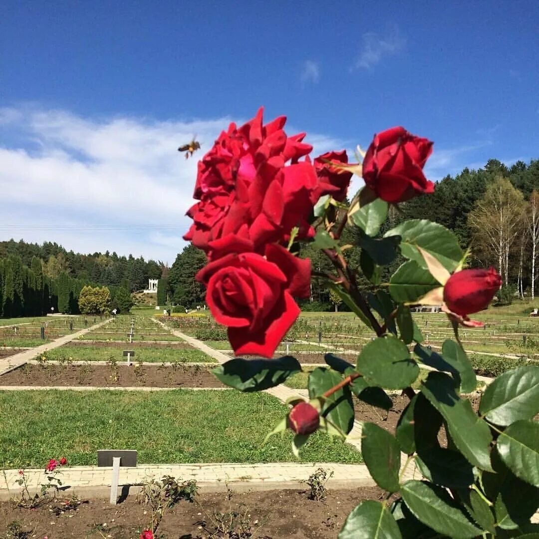 Долина роз Кисловодск. Кисловодск парк Долина роз. Долина роз Кисловодск 2022. Аллея роз Кисловодск парк. Розы краснодарского края кущевское