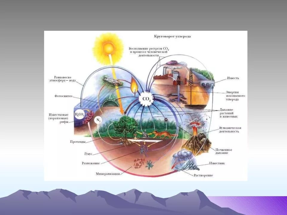 Схема круговорота углекислого газа. Круговорот углерода в природе. Круговорот углерода в биосфере. Углекислый ГАЗ круговорот в природе. Круговорот углекислого газа в биосфере.