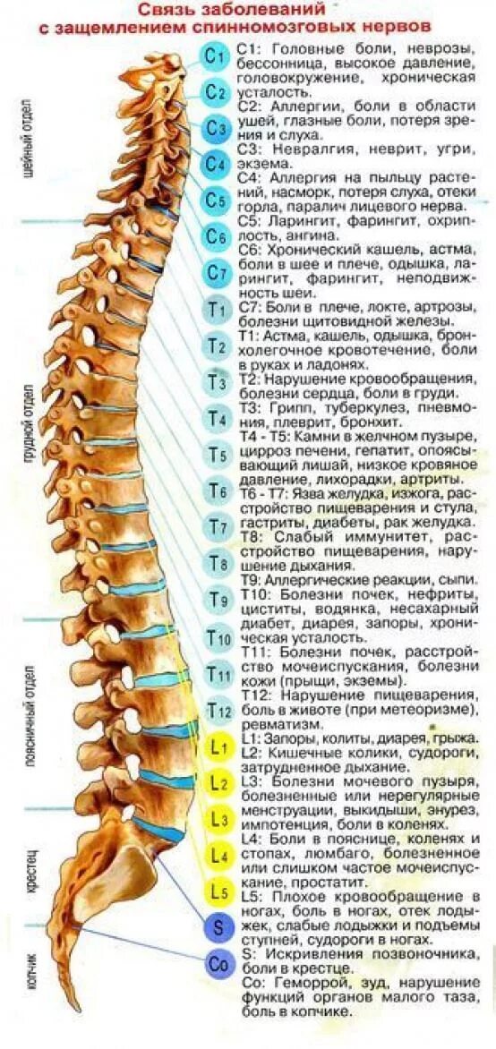 Т6 т7 позвонки. Позвоночник 4 позвонок снизу. Позвонки т5 т6. Сегмент с4-7 шейного отдела.