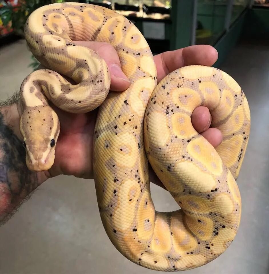 Pet python. Питон змеи. Питон змея домашний. Королевская банановая змея. Питон Banana.