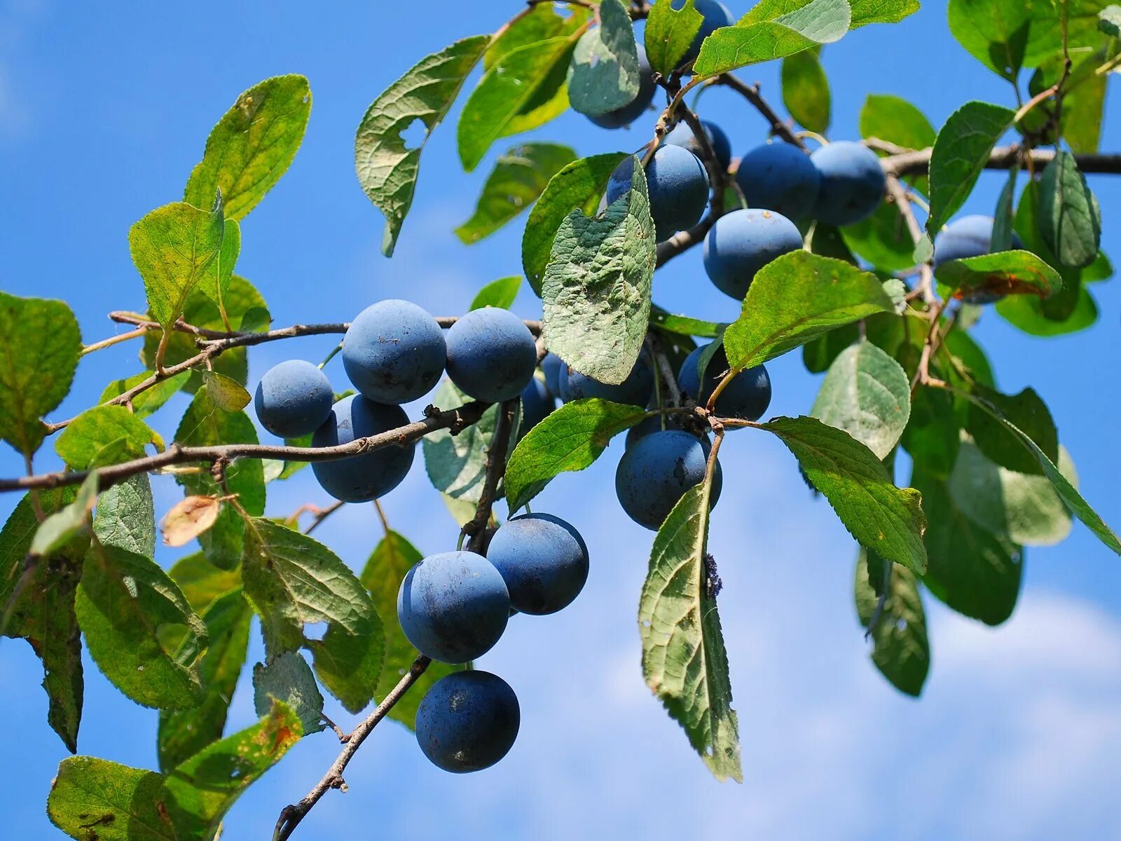 Тернослива гордость сибири. Терн (Prunus spinosa). Слива колючая Терн. Слива колючая (Терн) (Prunus spinosa). Слива тернослива.