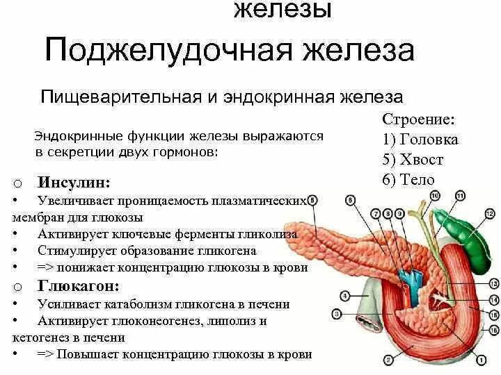 Какую функцию выполняют органы пищеварительной железы. Строение поджелудочной железы анатомия. Поджелудочная железа анатомия кратко. Пищеварительная роль поджелудочной железы. Поджелудочная железа схема.