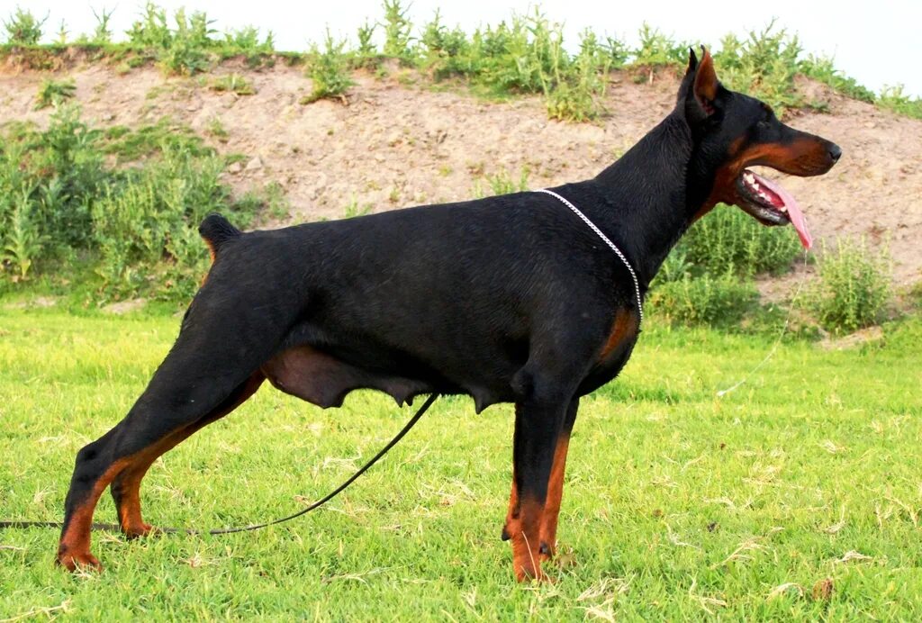 Доберман 2-3 месяца. Доберман 3 месяца. 3 добермана. Доберман 3 месяца. Доберман 7 месяцев.