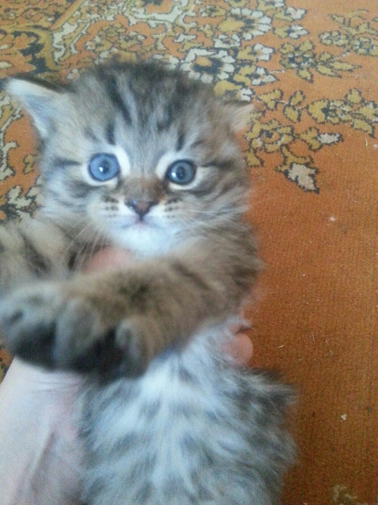 Котят в архангельске 2021. Котята в добрые руки в канаше. Котята антидепрессанты фото. Котята антидепрессанты. Котенка черно белого в борисоглебске.