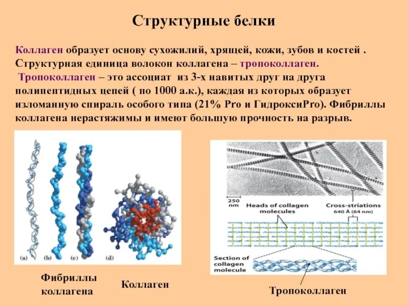 Коллаген что это такое простыми. Волокна соединительной ткани содержащие белок коллаген. Строение коллагена волокна. Коллагеновые волокна соединительной ткани. Коллагеновая структура белка.