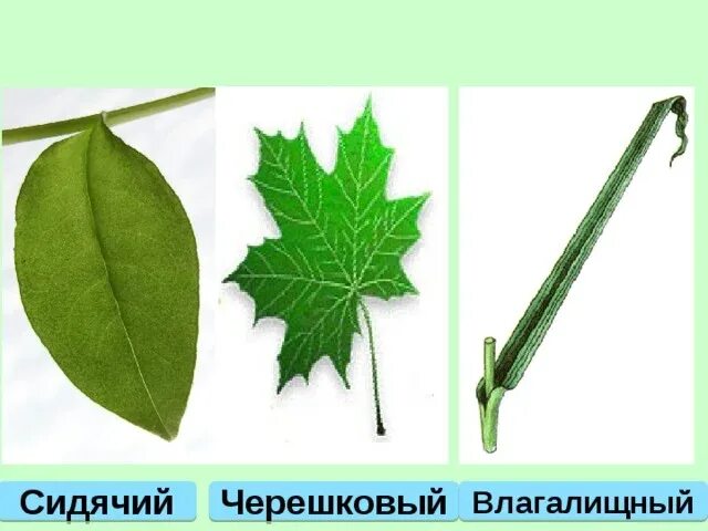 Толстяка черешковый лист. Типы листьев черешковые. типы листьев черешковый сидячий влагалищный. черешковый и сидячий тип листа. черешковые сидячие влагалищные листья.