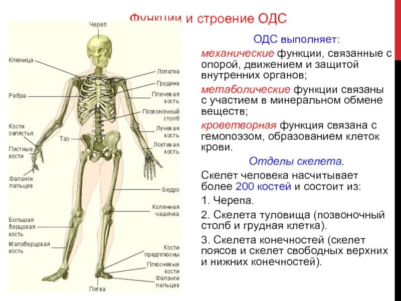 Функция скелета опорная защитная кроветворная. Функция скелета опорная защитная кроветворная