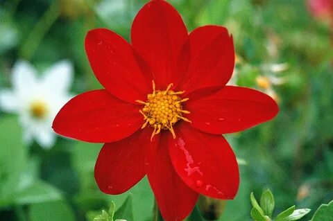 Flor
