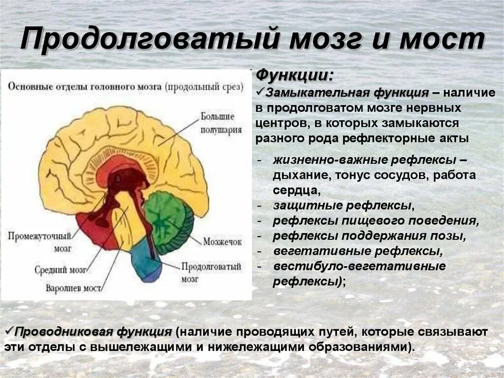 Передние отделы коры выполняют функции. Функции отделов среднего мозга. Продолговатый мозг строение и функции. Средний мозг строение структура функции. Функции промежуточного мозга продолговатого мозга среднего мозга.