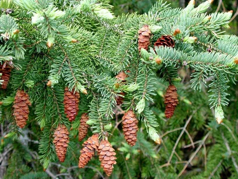 Канадское хвойное. Ель Сибирская Picea obovata. Picea canadensis. Ель канадская шишки. Белоствольная канадская сосна.