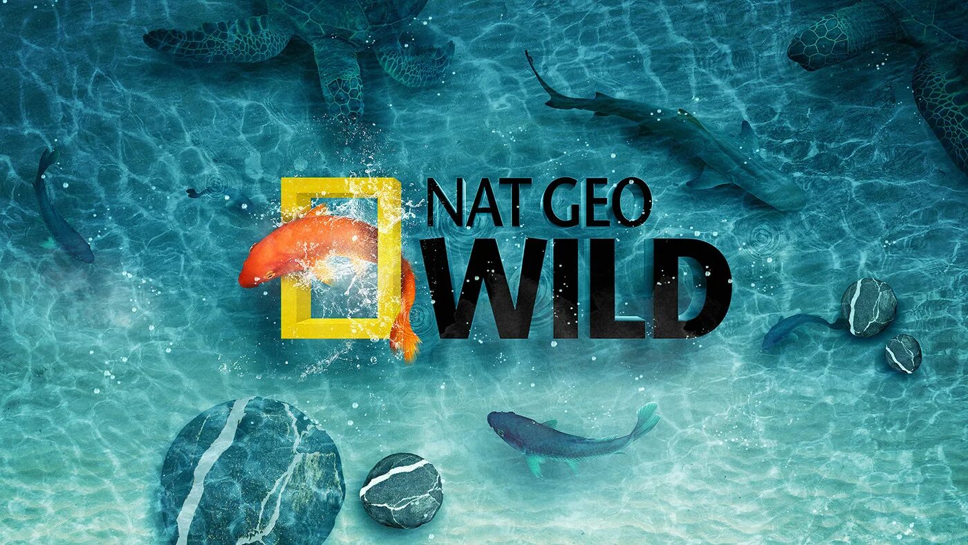 Нат Гео вайлд. Nat geo Wild Телеканал. Канал National Geographic Wild.