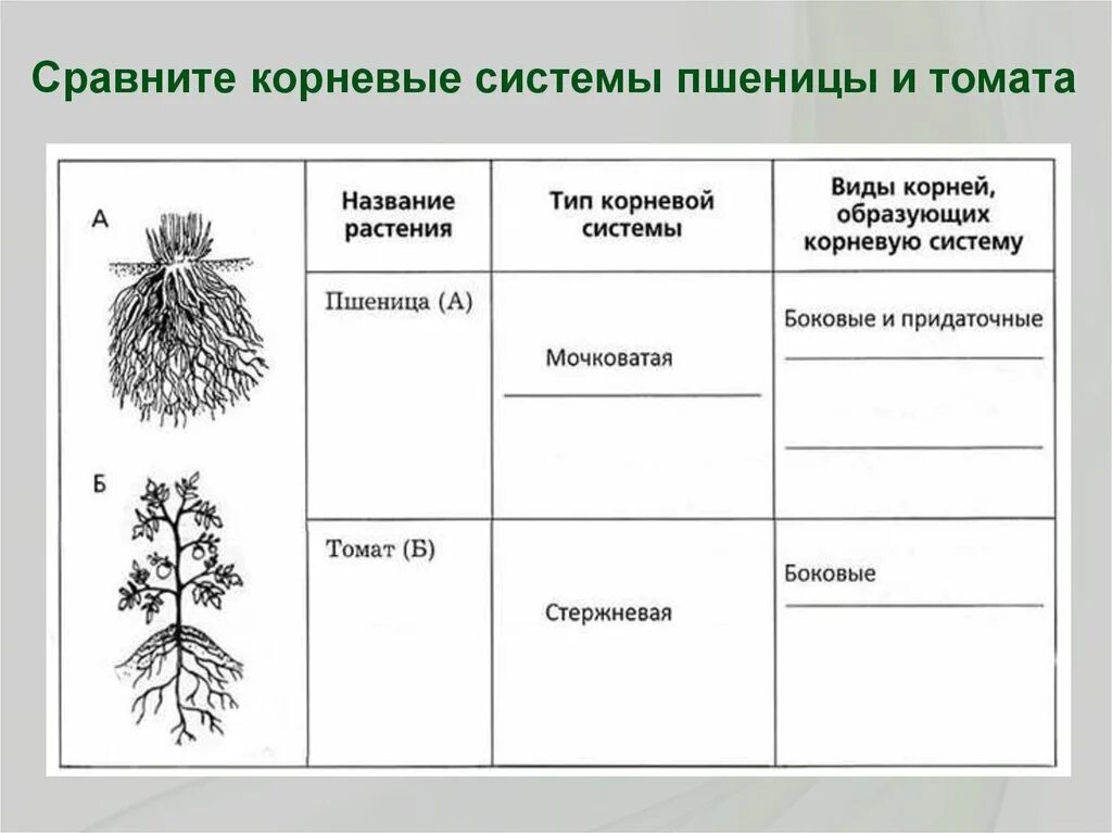 Таблица виды корневых систем