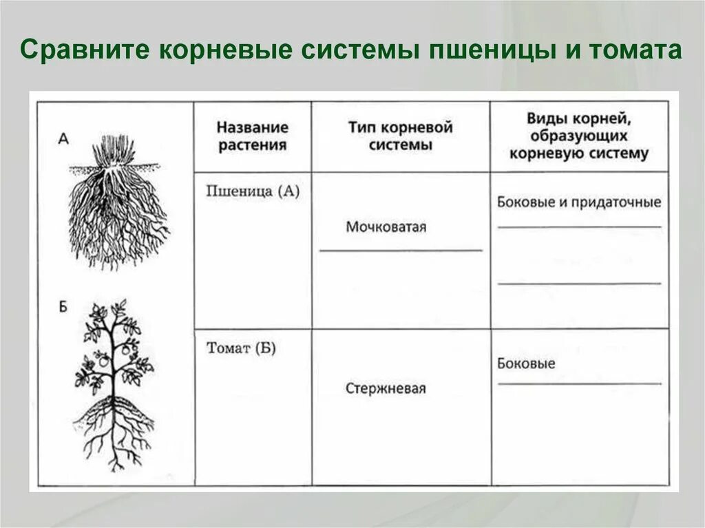 Стержневая и мочковатая корневая система таблица. Мочковатая корневая система пшеницы. Строение корневой системы пшеницы. Свойства белого корня