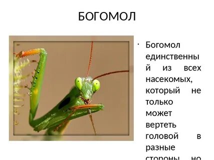 Какой тип питания характерен для богомола